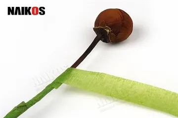 Как да използвате флорална лента за закрепване на стъблата